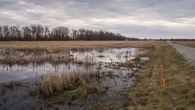 Shallow wetland bordering farmland in Indiana with a survey stake marking the property boundary
