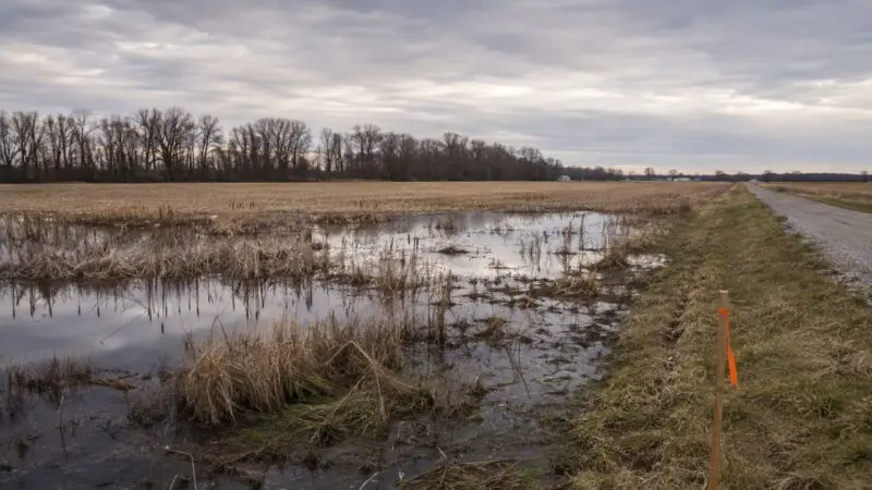 Shallow wetland bordering farmland in Indiana with a survey stake marking the property boundary